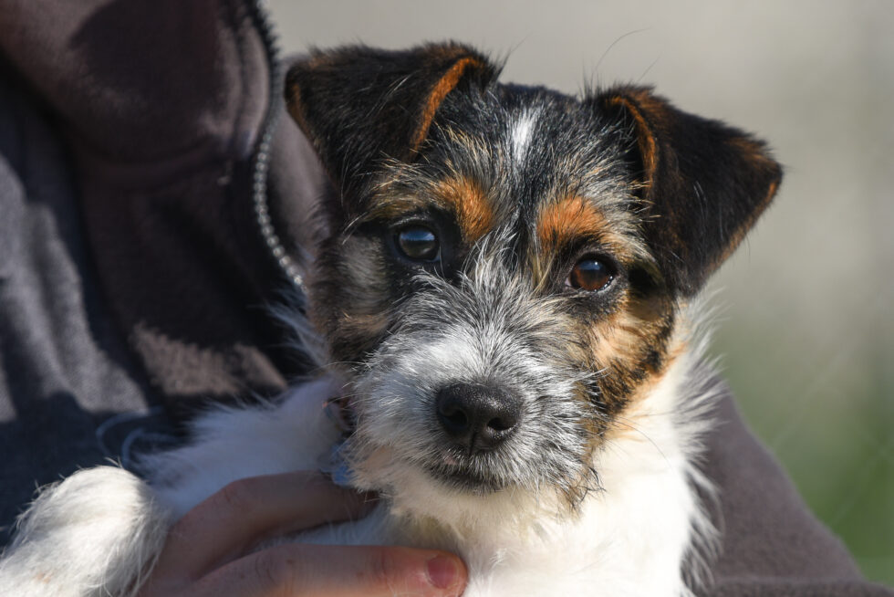 Dog at Muirburn Kennels